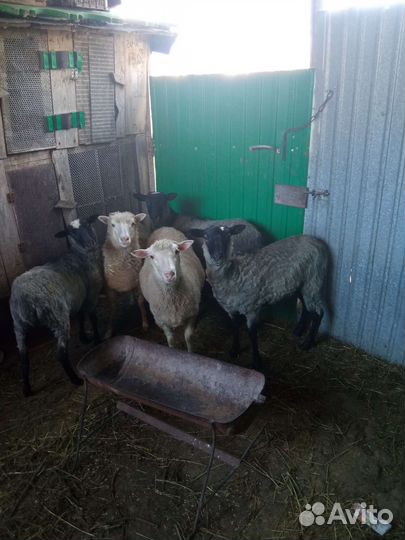 Продам Овец