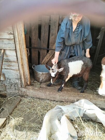Продам коз