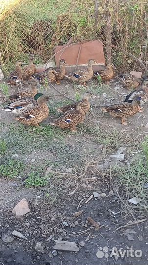 Подсадные утки чубарые