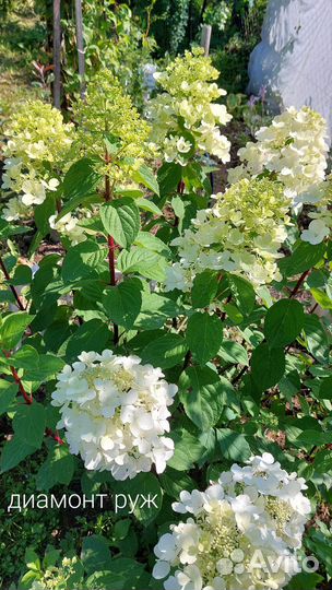 Гортензия,барбарис,садовые многолетники-почтой