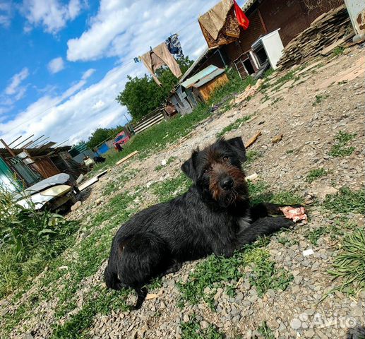 Молодой пёс из приюта ищет дом