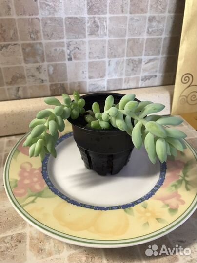 Суккулент: седум- очиток Моргана и Буррито - вьюн