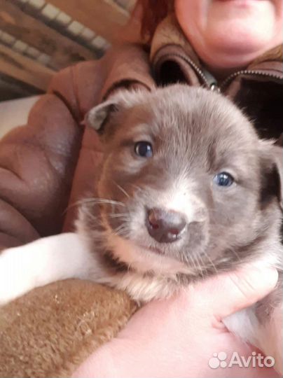Щенок девочка 3 месяца