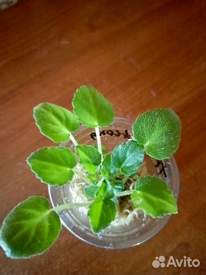 Сортовые фиалки