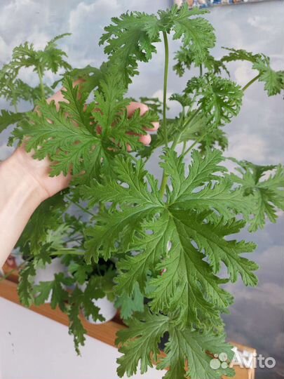 Герань душистая лечебная ушная