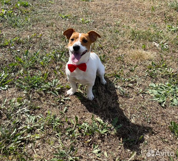 Вязка джек рассел терьер