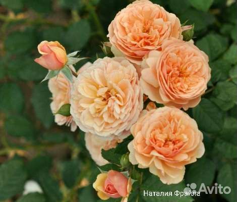 Розы кустовые, английские