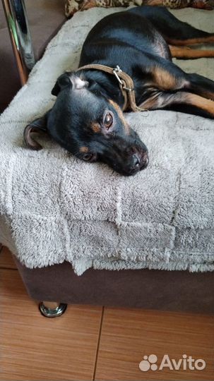 Собачка потеряшка