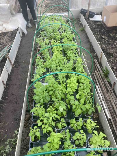 Рассада петуньи ампельной