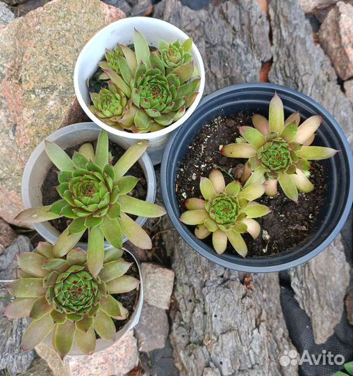 Молодило каменная роза