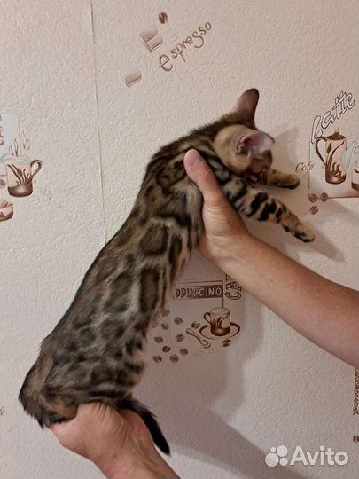 Золотой мальчик