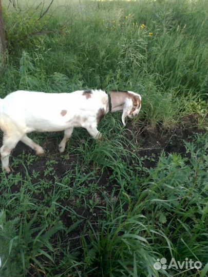 Козлик и козочка Каморинубы