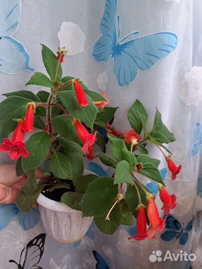Комнатные растения цветы