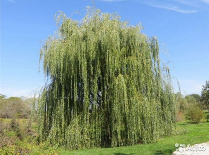 Ивы Нана, плакучая Шатер, Матсудана