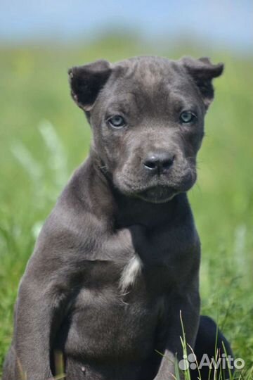 Шикарные щенки кане корсо