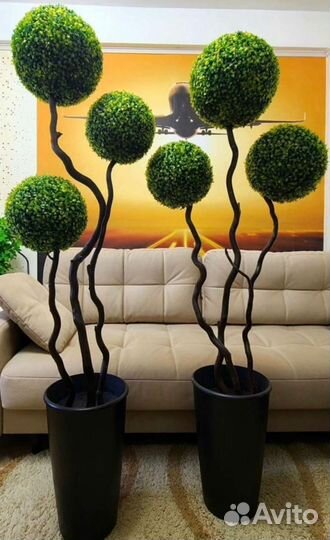 Шары самшита