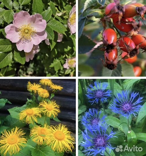 Садовые растения и цветы