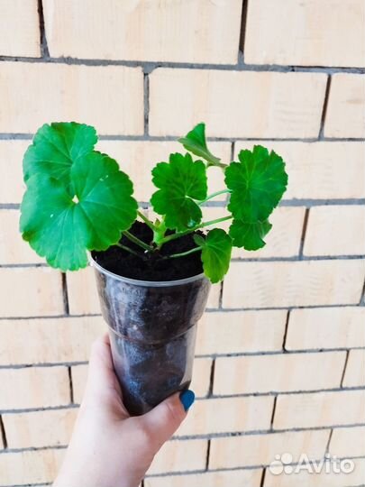 Аглаонема, педилантус, пеларгония