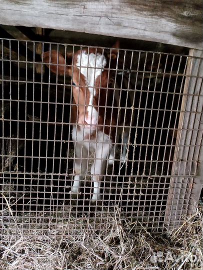 Продам Бычков