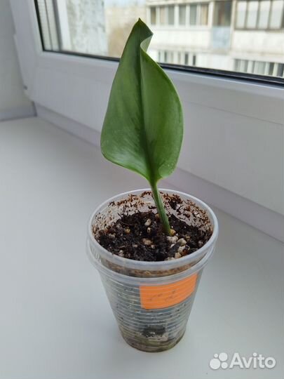 Сциндапсус Мунлайт