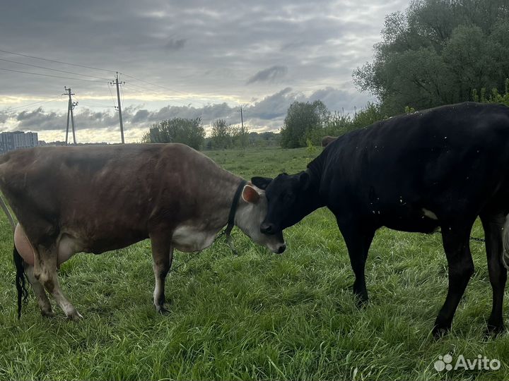 Корова джерси