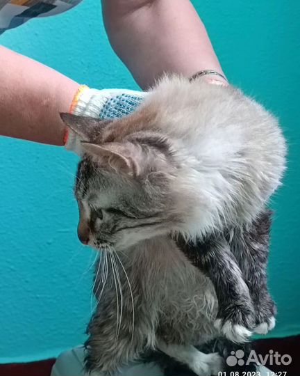 Кошм в беде