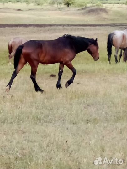 Продам лошадей