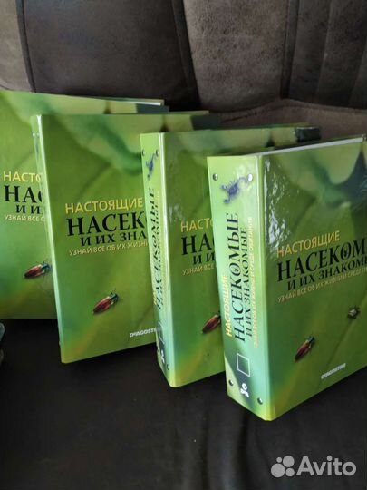 Настоящие Насекомые и их знакомые