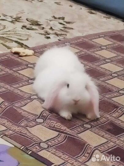 Декоративный кролик