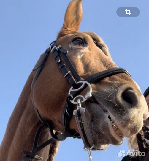 Уздечка для лошади full
