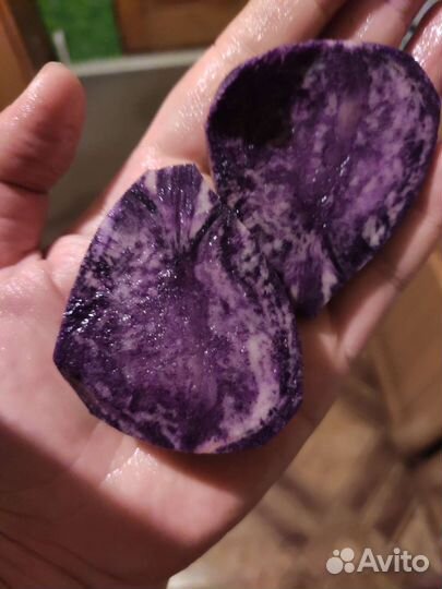 Семеной фиолетовый картофель и на еду