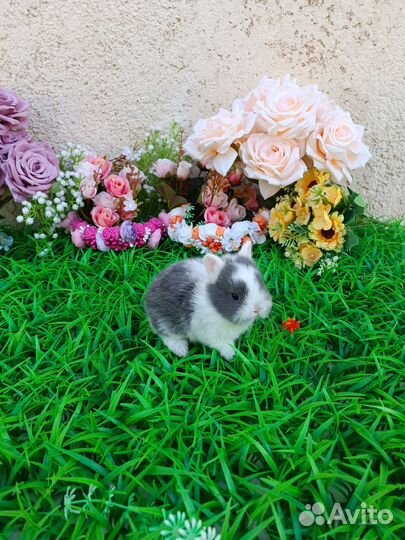 Питомник little krosh.минилоп,цветные карлики