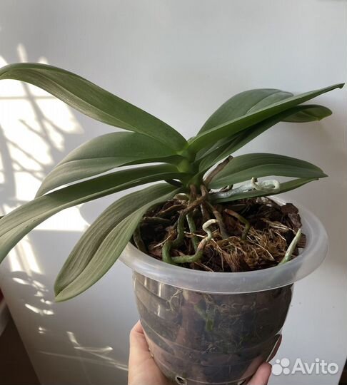 Орхидея фаленопсис