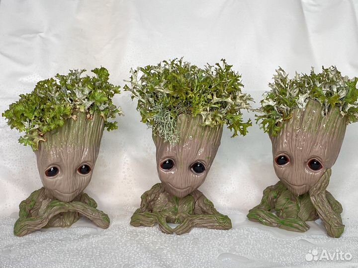 Грут с цетрарией, пармелией, кладонией