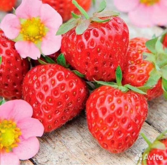 Саженцы клубники ремонтантной