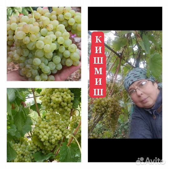 Саженцы винограда / рассада / 3 сорта