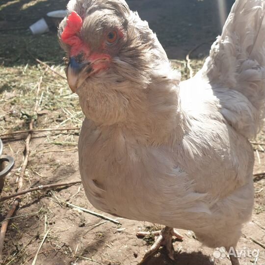 Петух лавандовой арауканы английской селекции