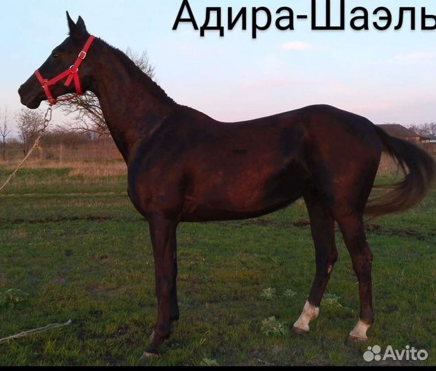 4 Ахалтекинские лошади. Адира -Шаэль и дочки