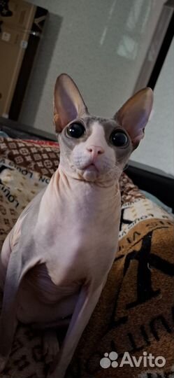 Канадский сфинкс