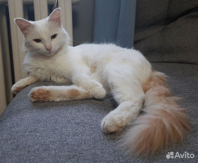 Домашняя кошечка