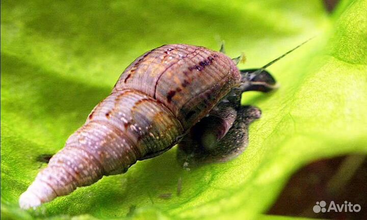 Улитки мелании