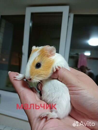 Морские свинки