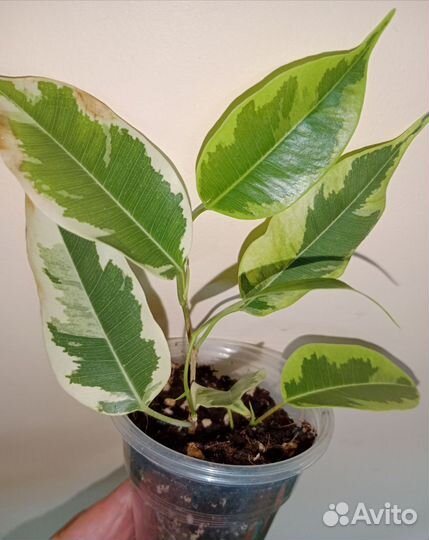 Фикусы разных сортов