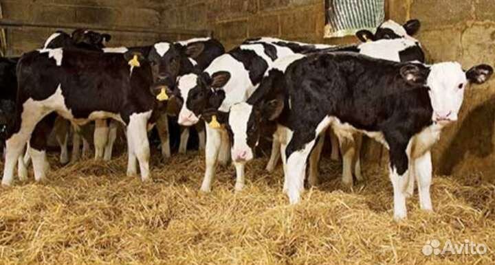 Бычки телята