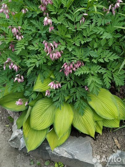 Многолетние цветы