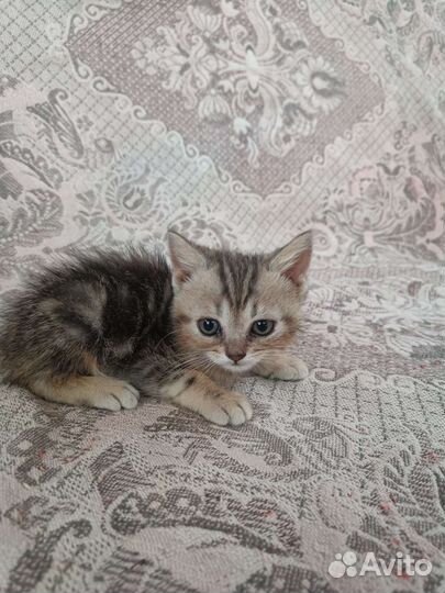 Шотландская