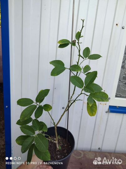 Цитрусы вариегатный лимон и другие