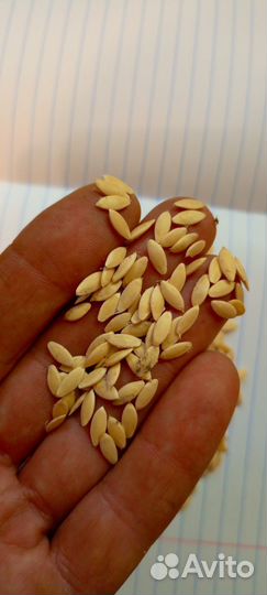 Семена огурцов