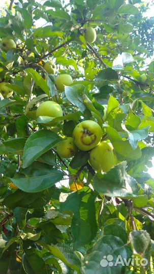 Яблоки домашние