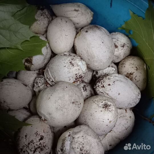 Гриб веселка